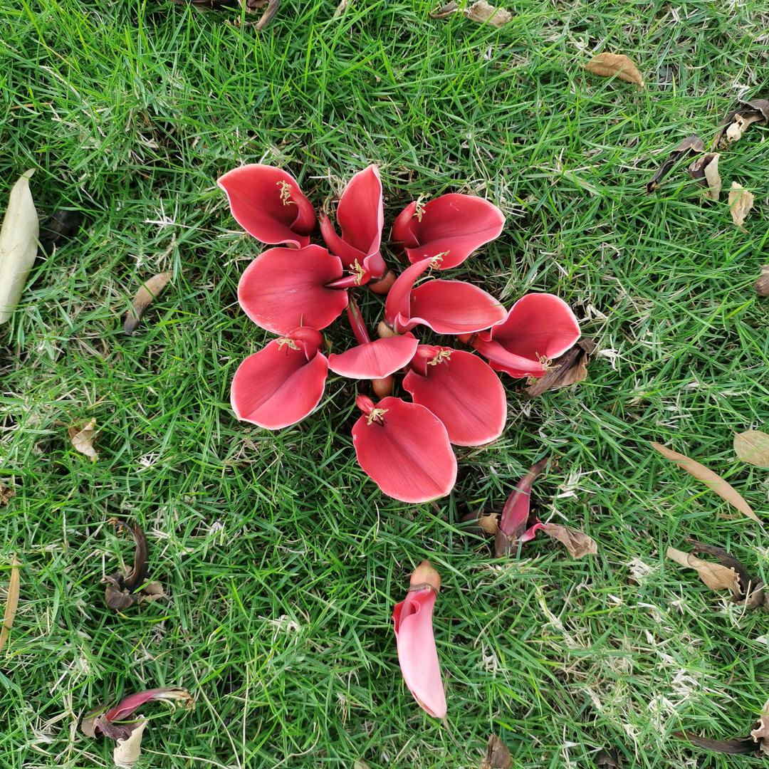 木棉花盛开的地方