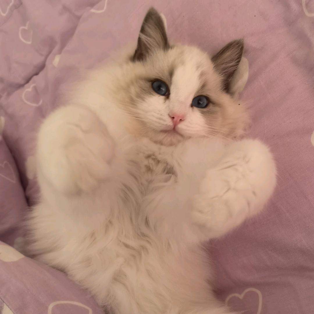 招财是我的头牌猫猫