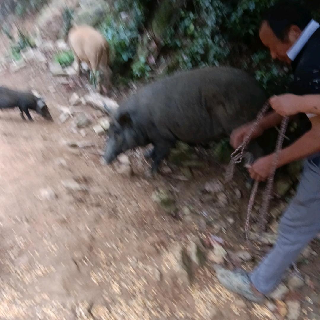 二代野猪基地