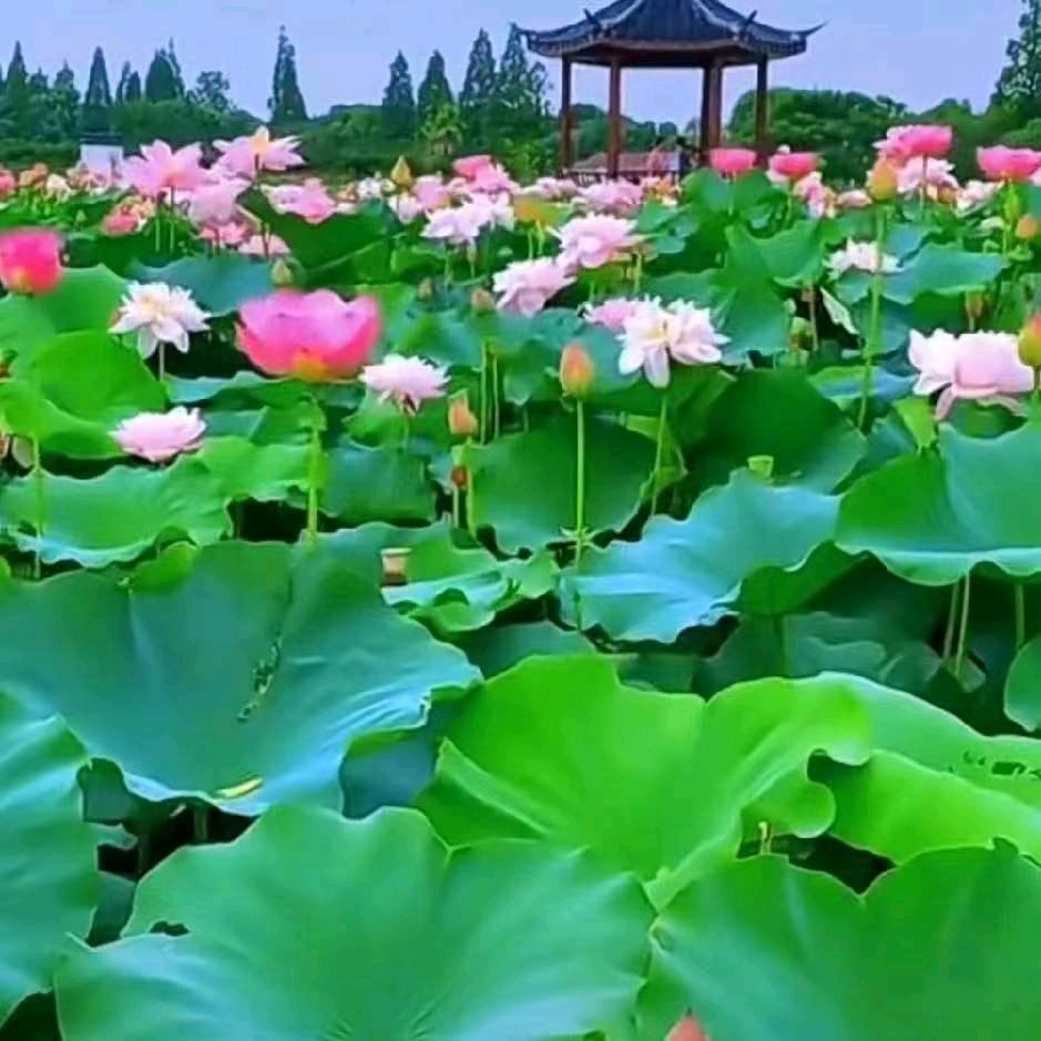 @雨林