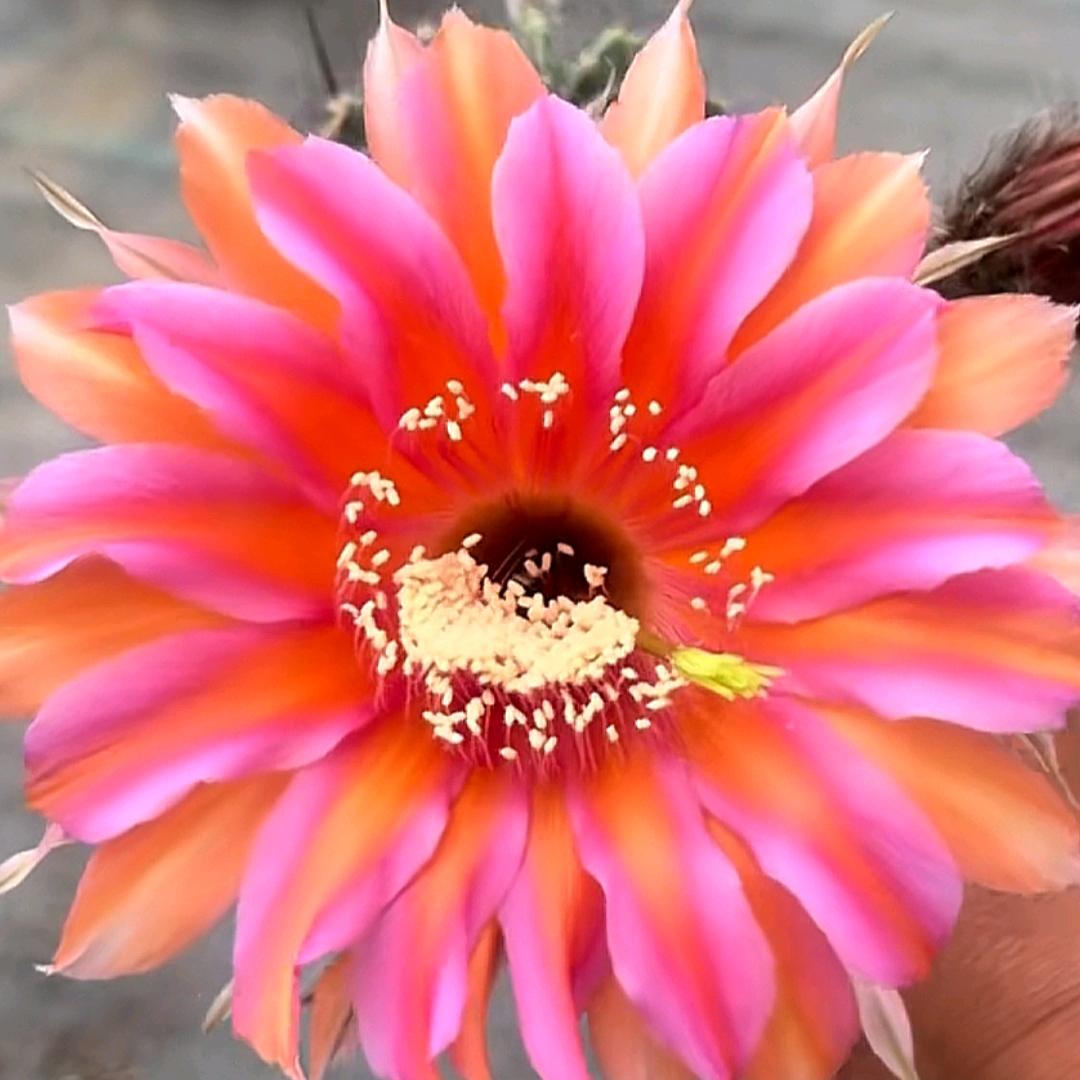 梅花亭（晚上6.10首播)