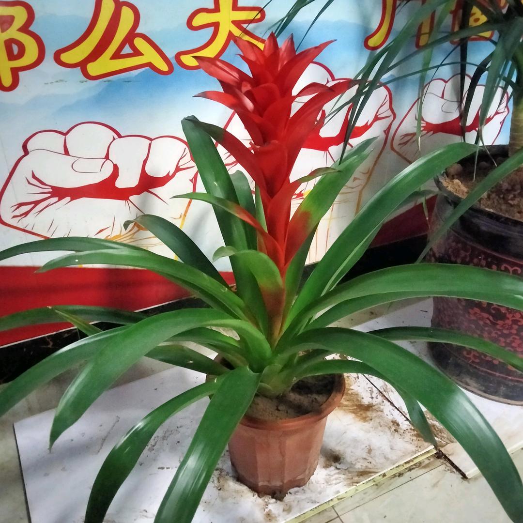 秀秀