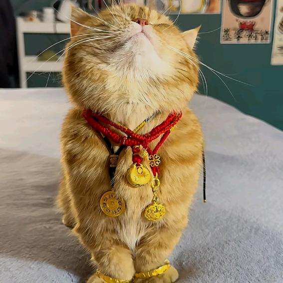 @卡皮巴拉