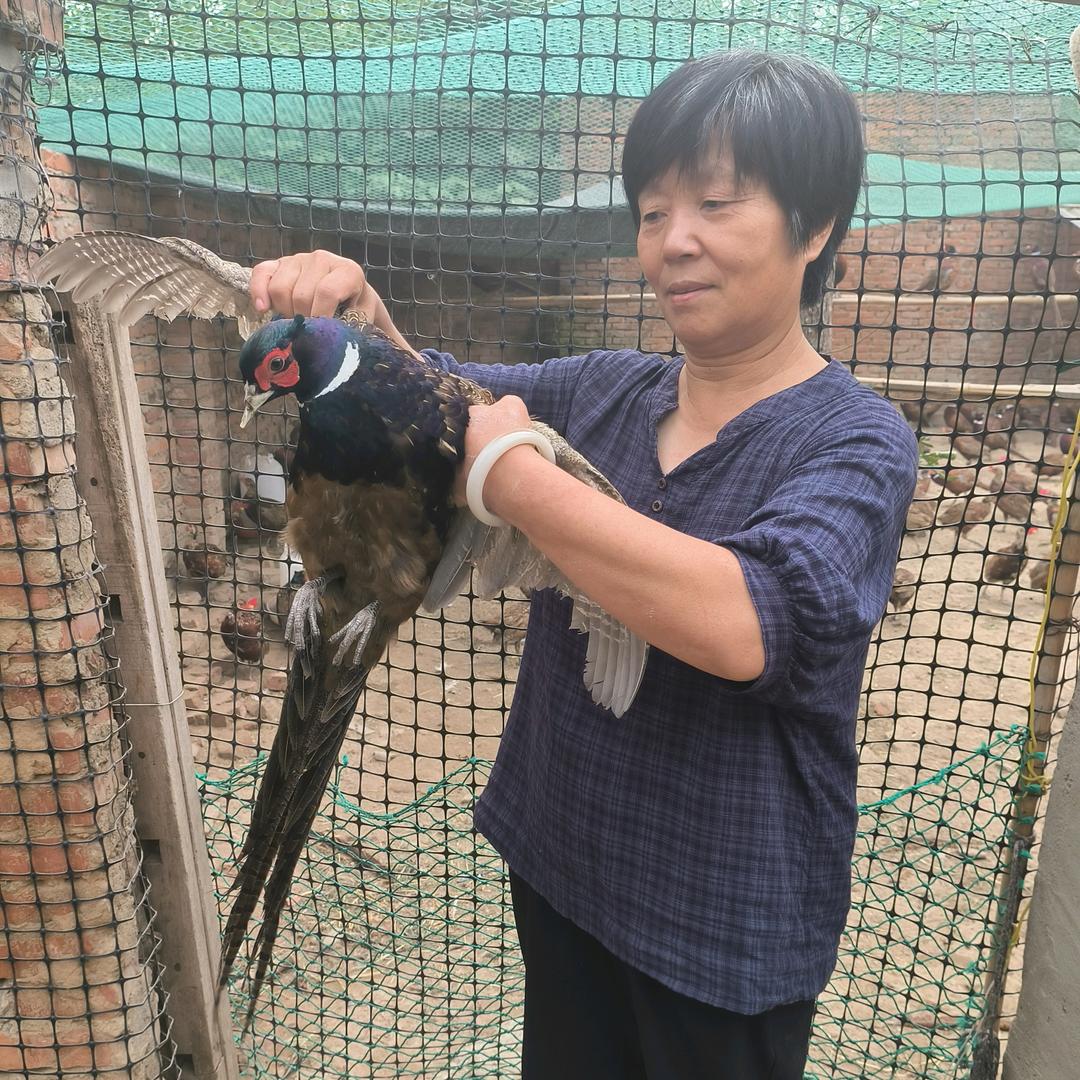 淮滨瑞雉野鸡养殖