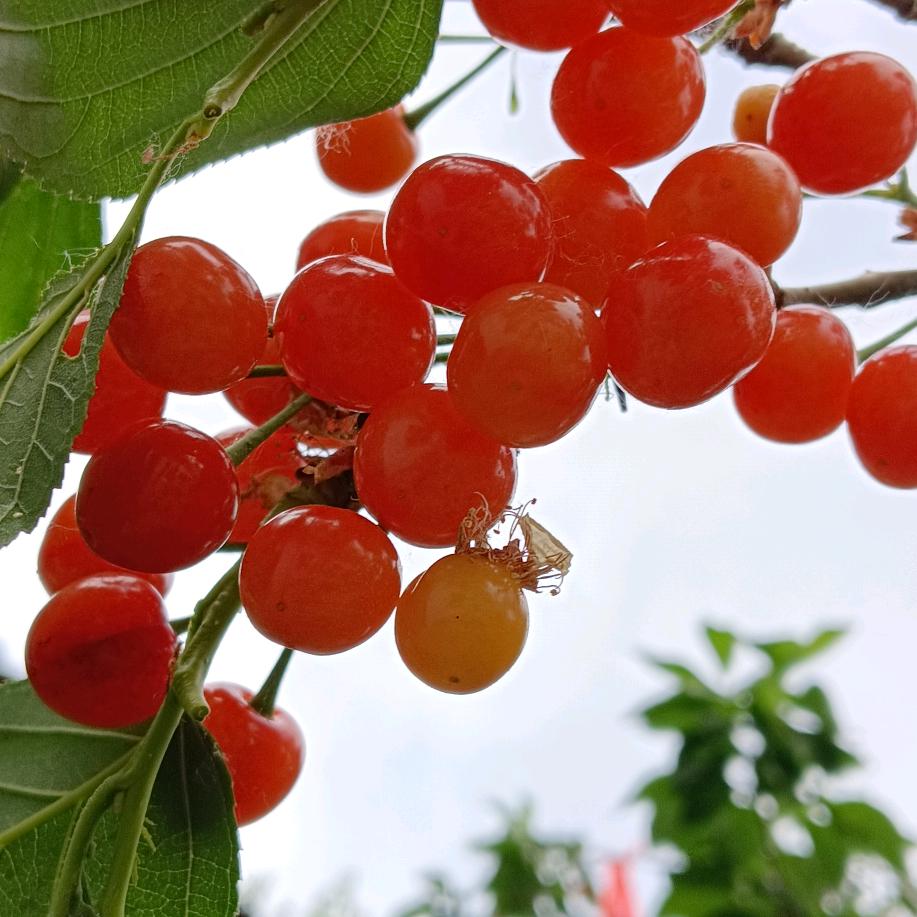 花落🌸花开🌸