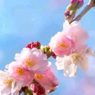 春暖花开