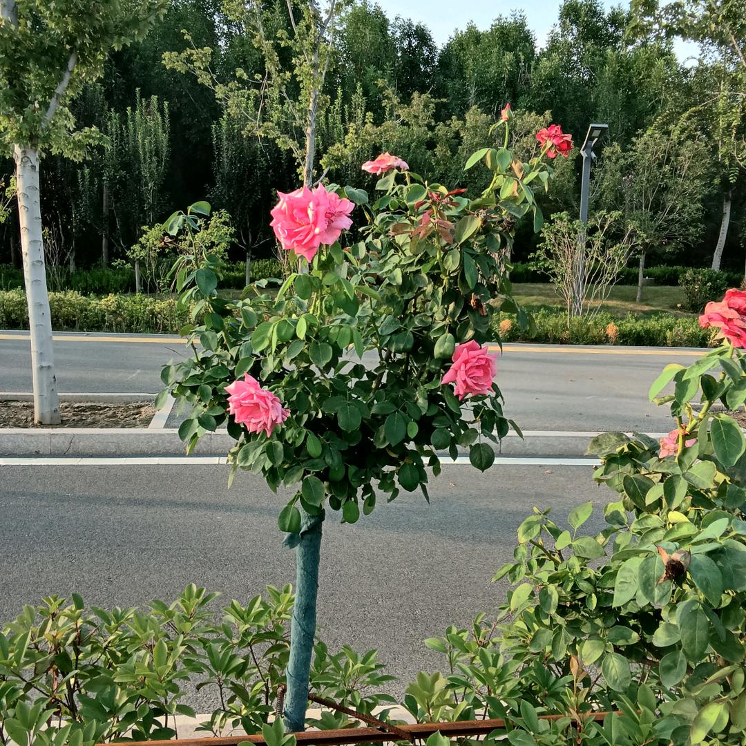 锋芒的蕾
