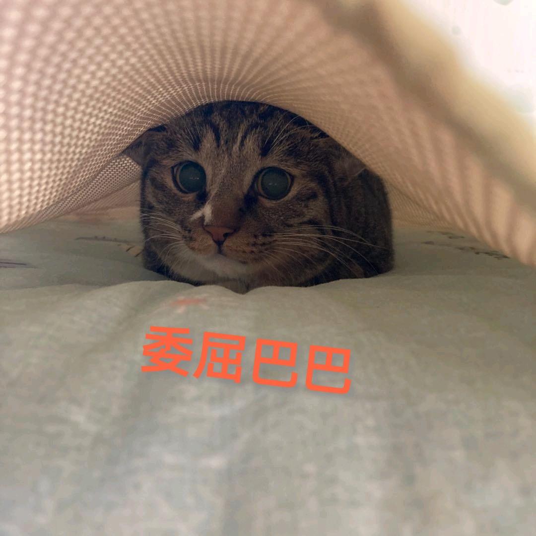 樱桃桃不是猫