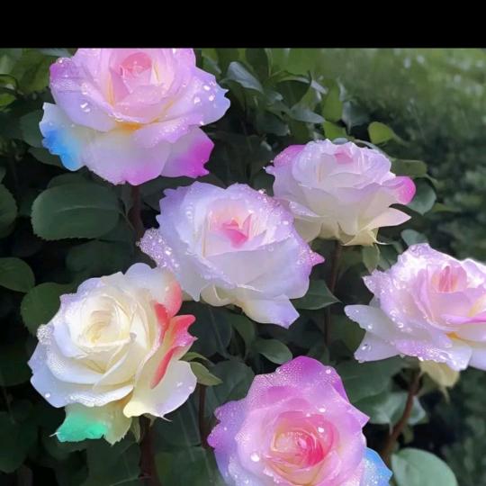 💞真爱永恒💞