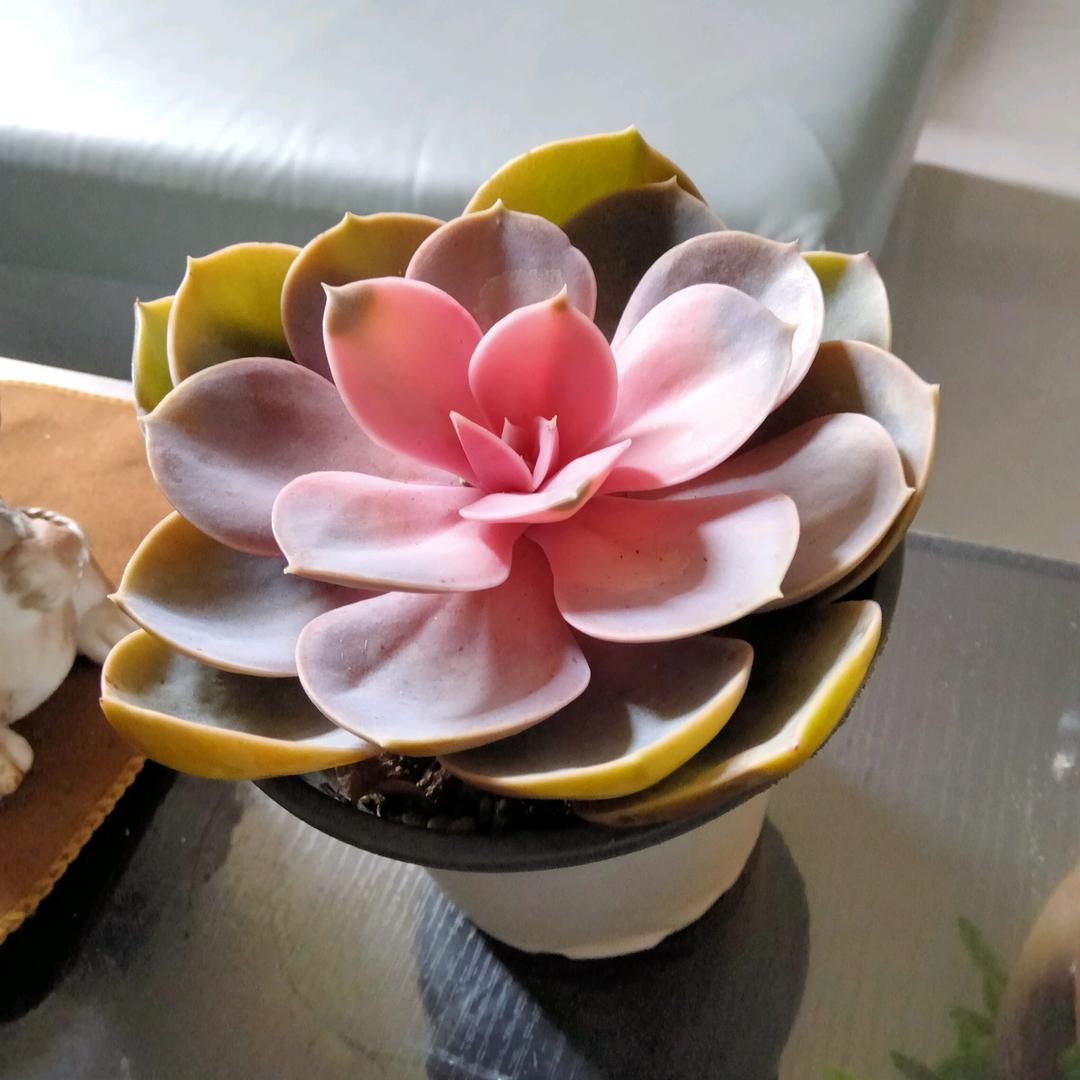 漂亮 小蝴蝶