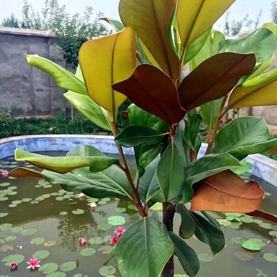 知秋小院