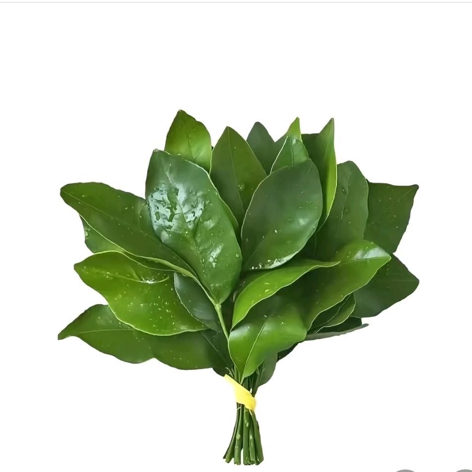 可露丽味的母蟑螂