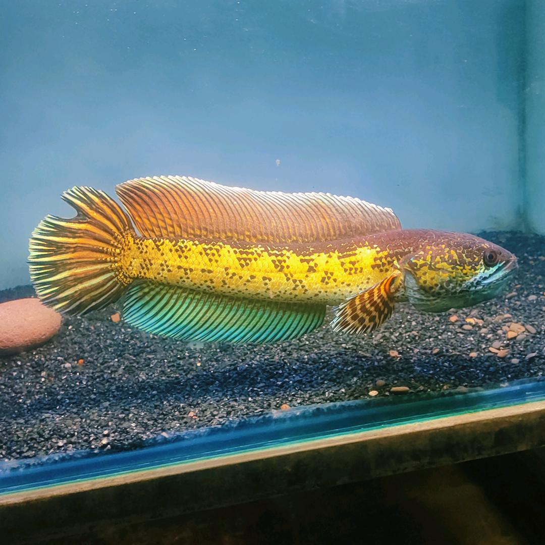杜凌水族观赏鱼