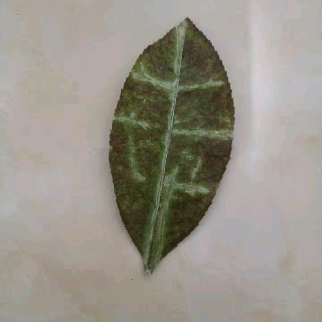 风景最前沿9