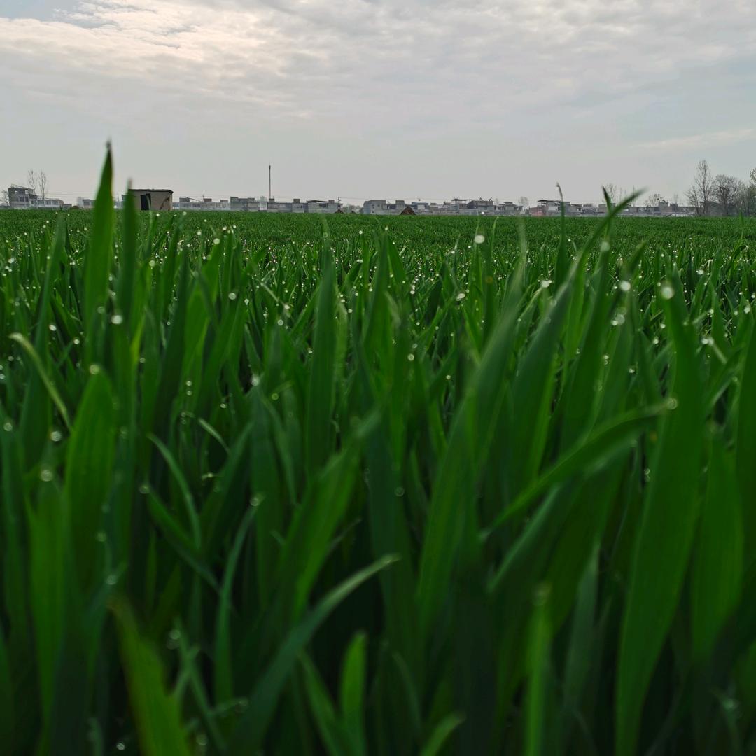 新农人-西贝春日月