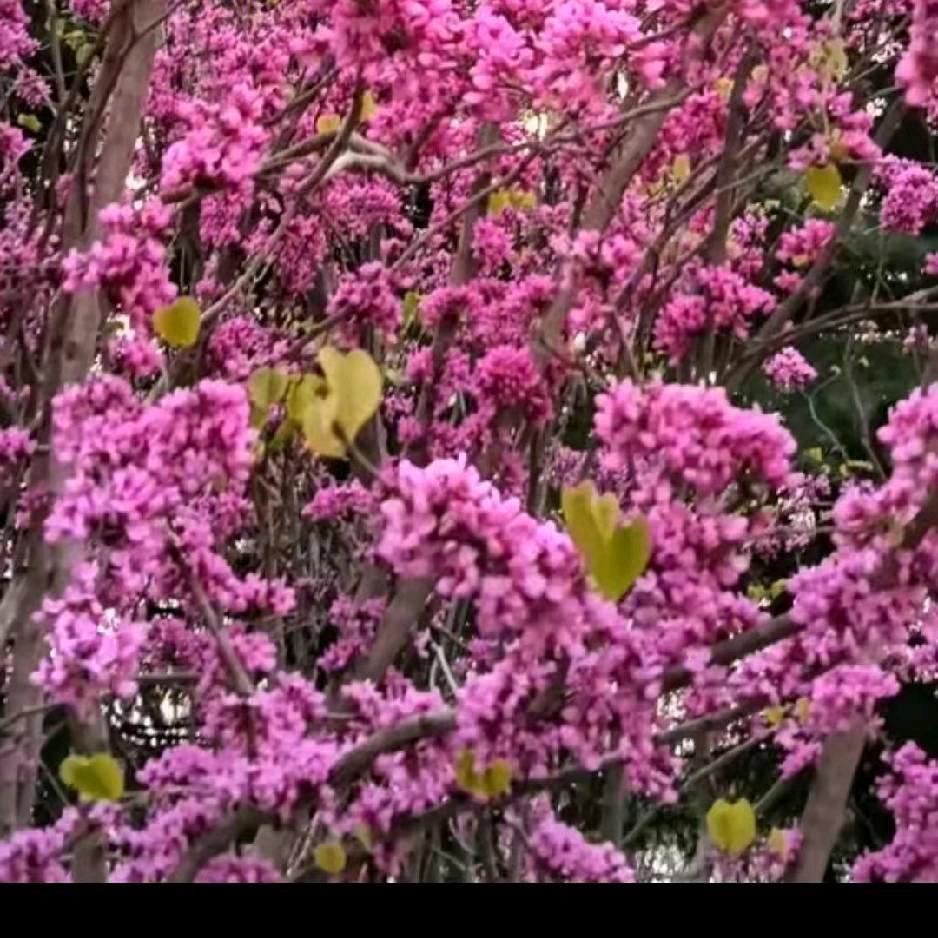 美好明天