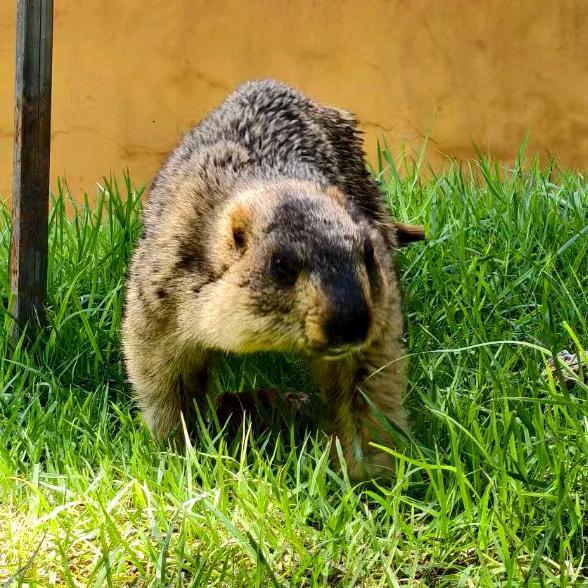 有梗615(大一版)