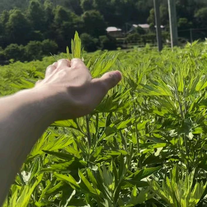 艾灸师小闵-弘扬艾文化