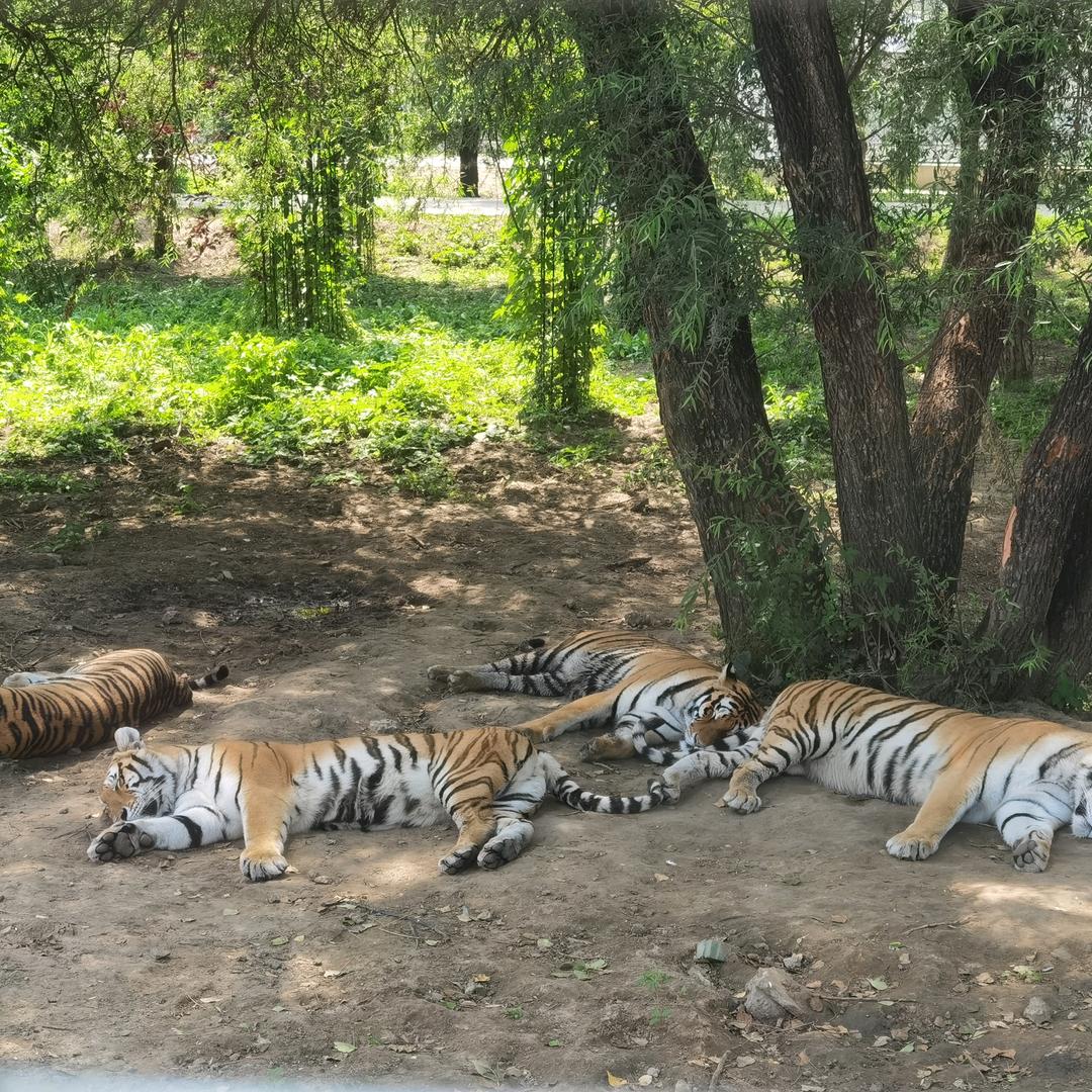 石家庄美的智慧家虎妞