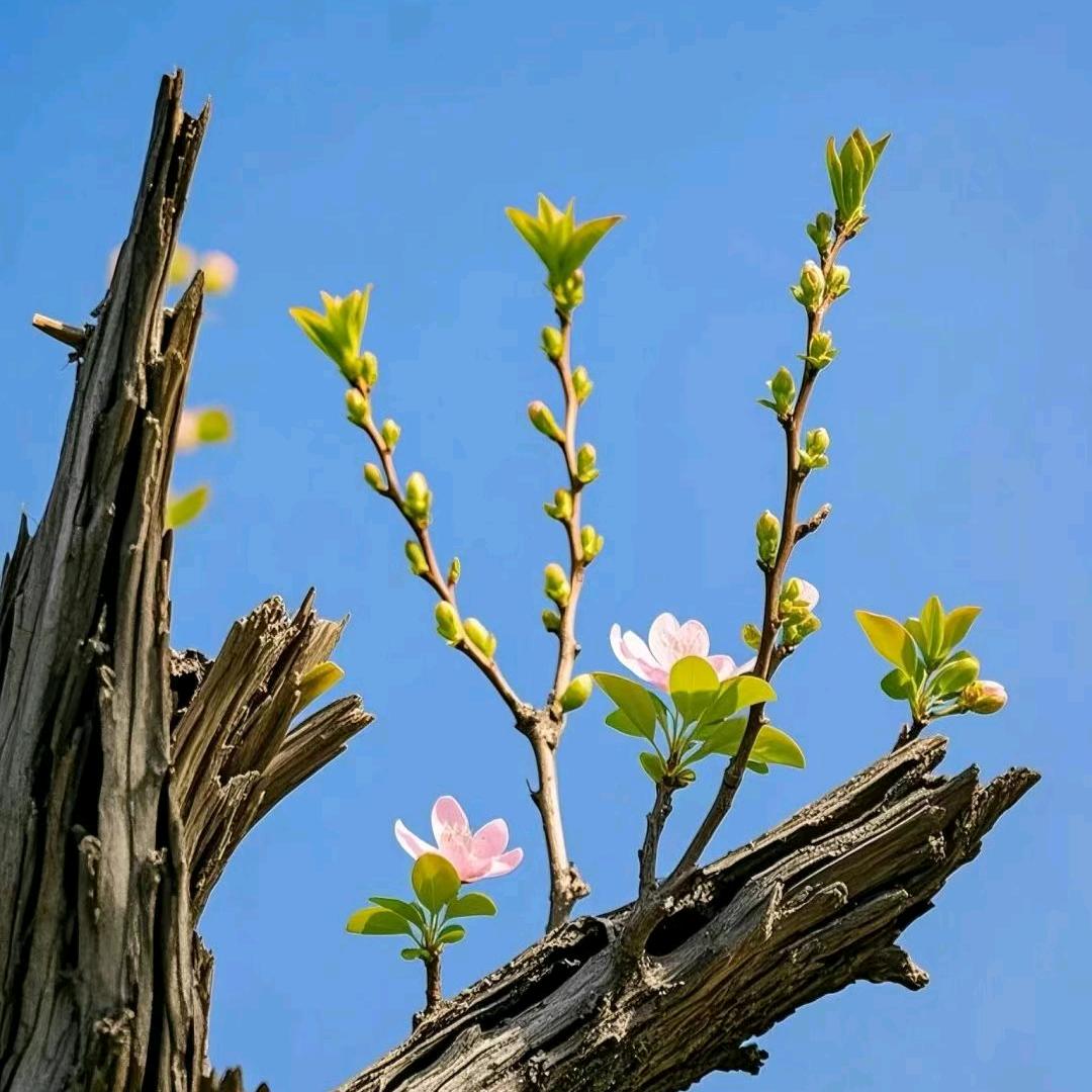💐梦梅