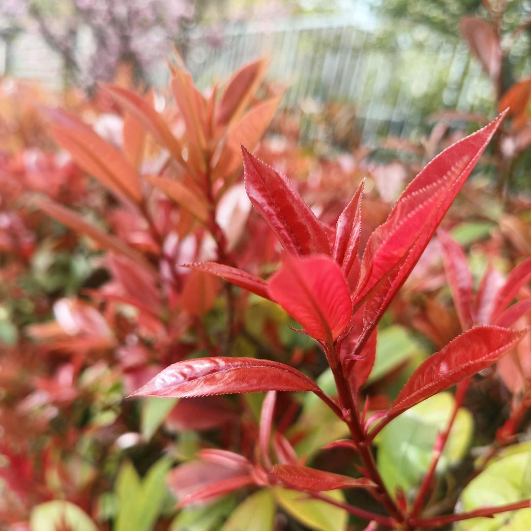 燕子宝妈