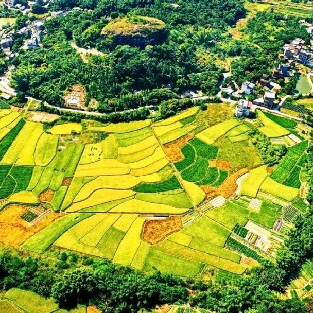 随风起舞