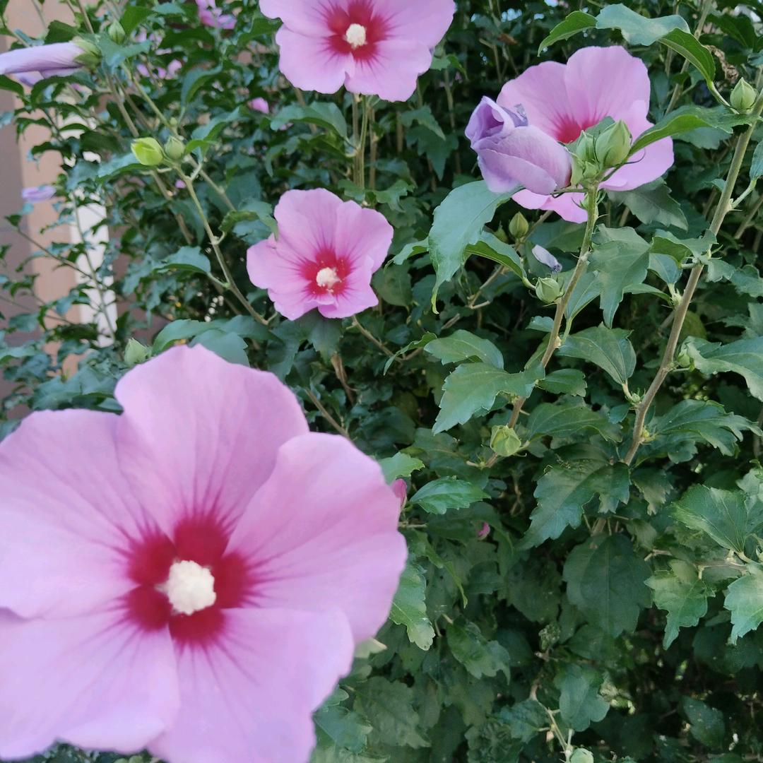 你若安好  便是福