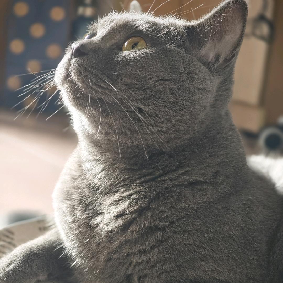 饭团是蓝猫