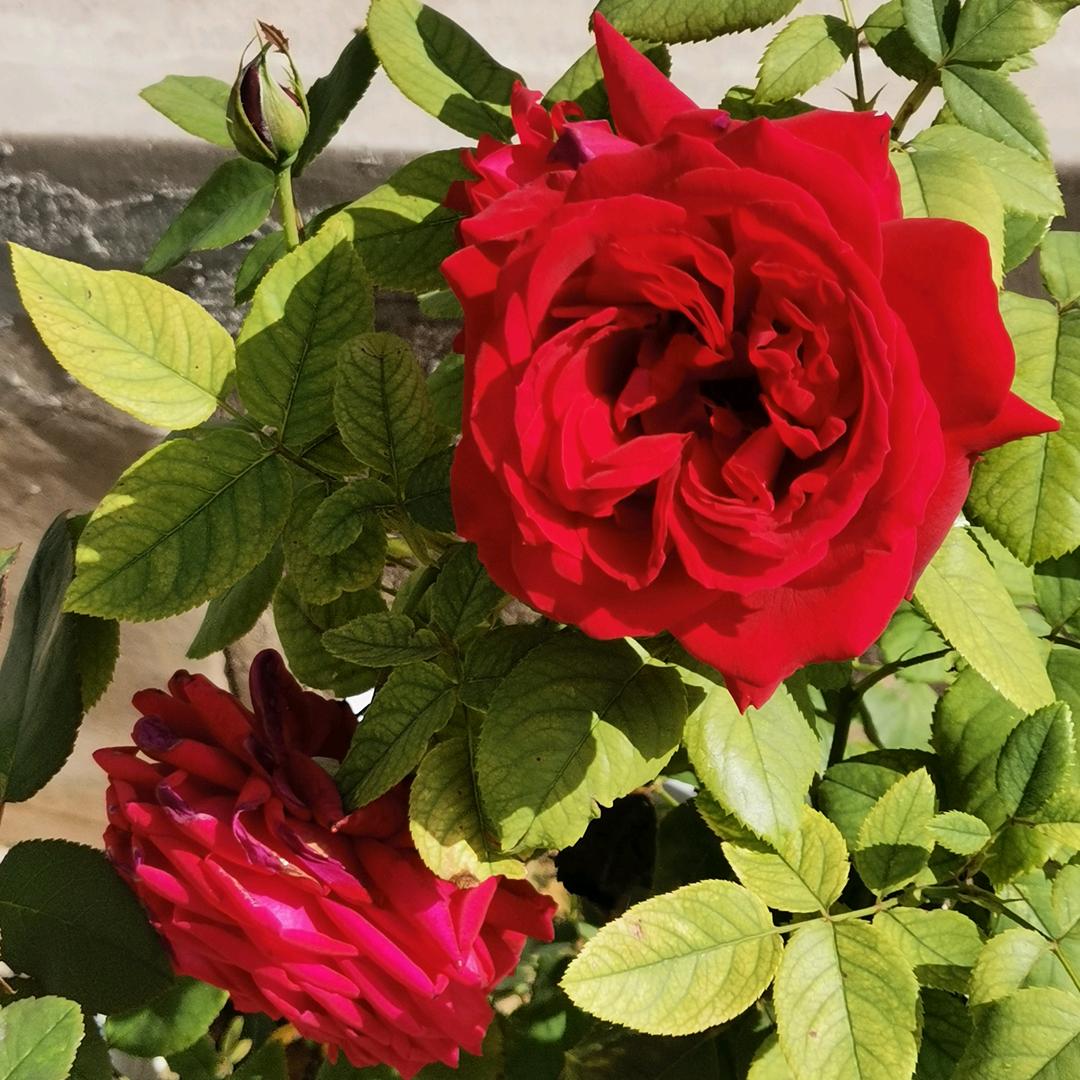 南上屯老有饭店（水煮鱼）