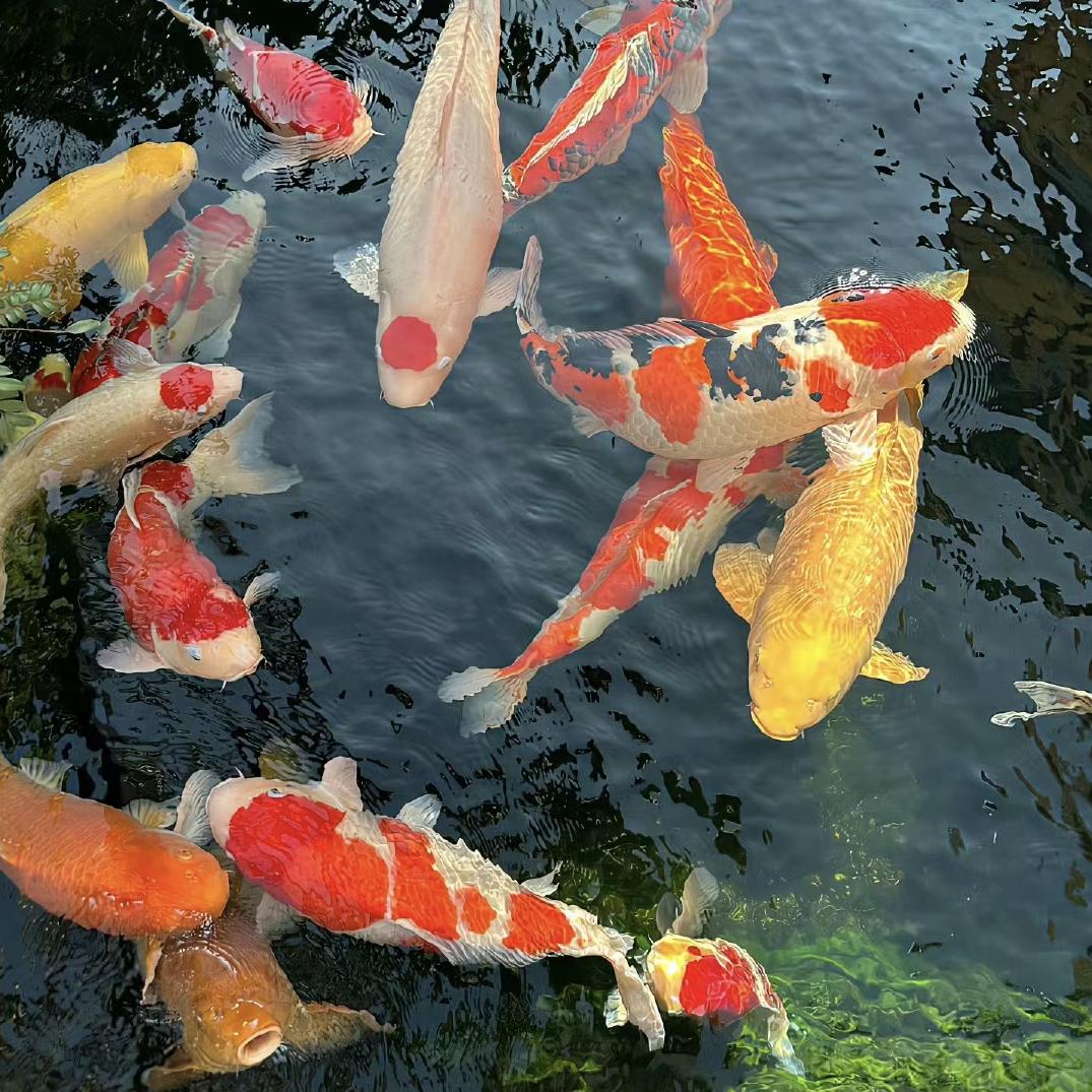 遇锦锦鲤观赏鱼