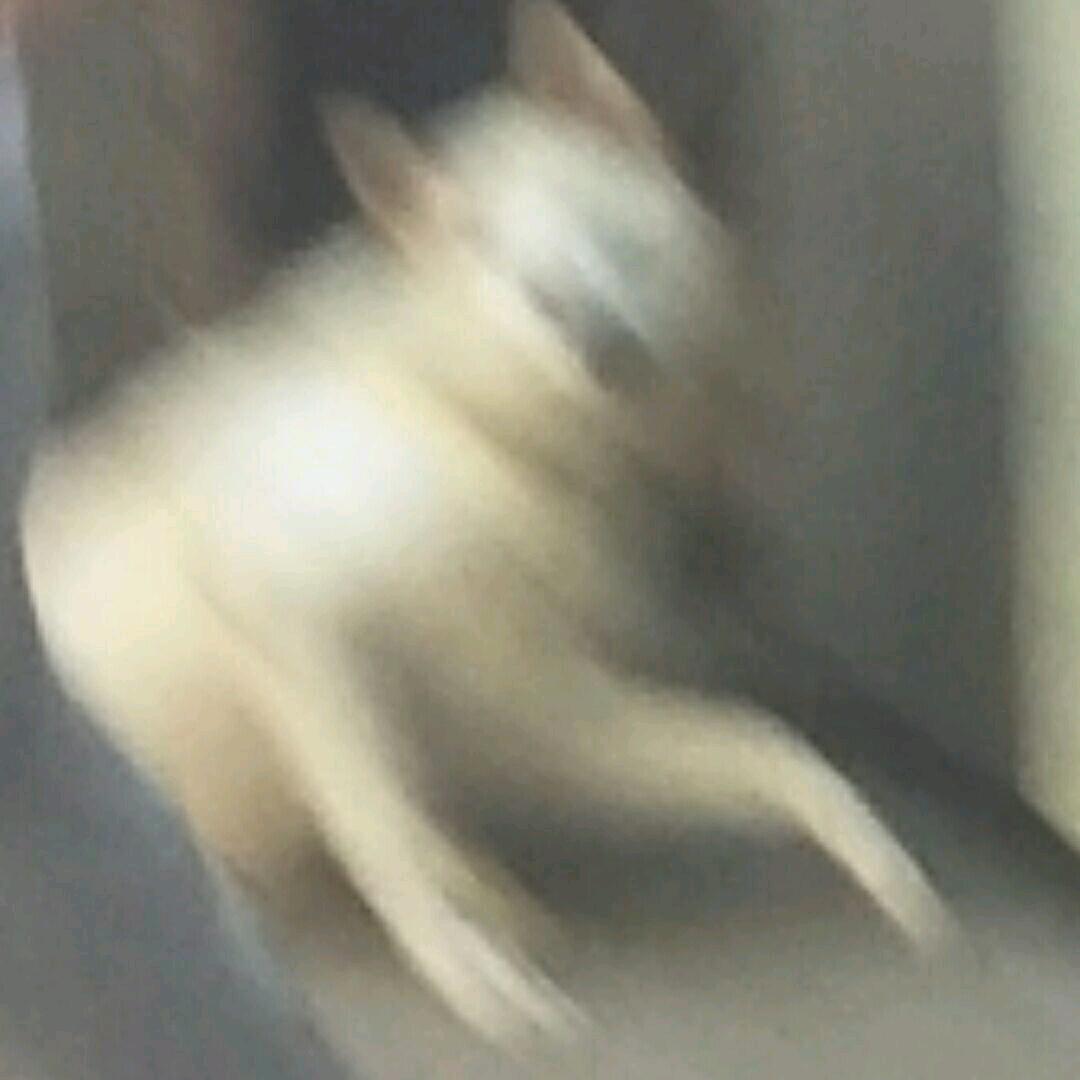 小狗骑士想要真爱