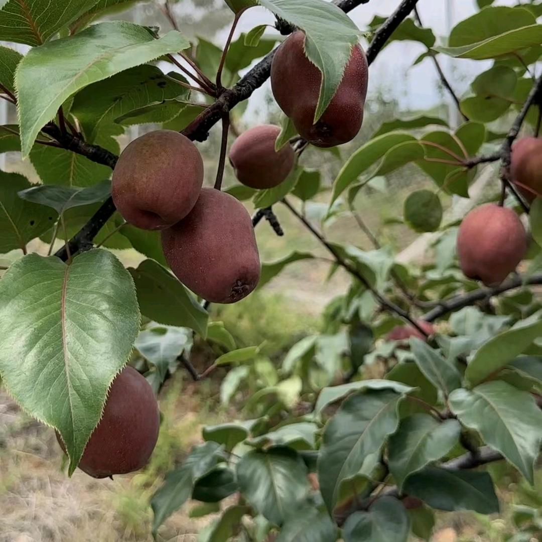 泥淤泉红梨基地