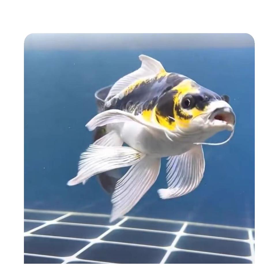 福星文化—地学研究生