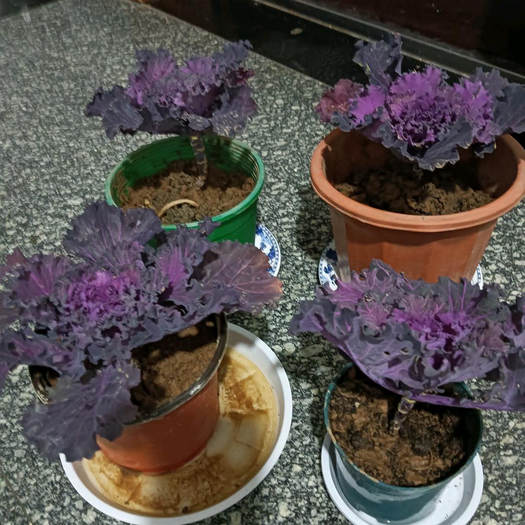 各不打扰