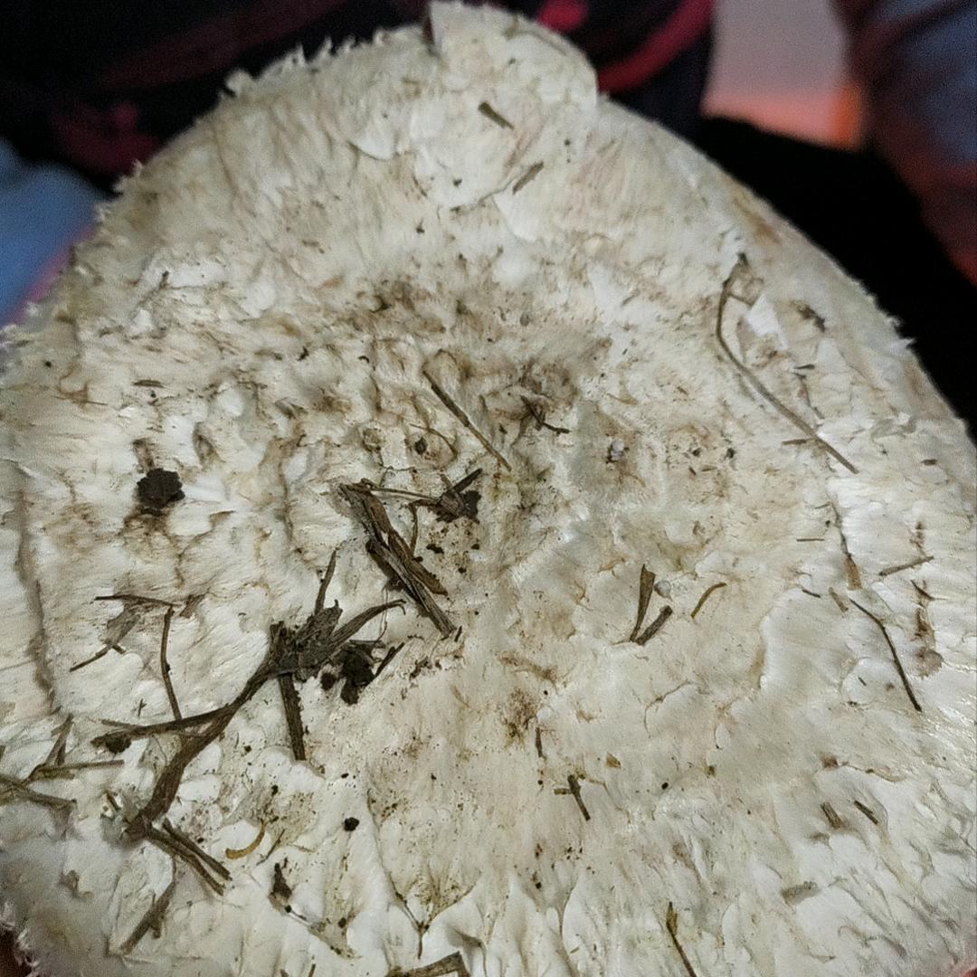 金宝