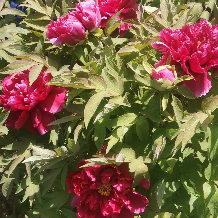 洛阳军艺特色牡丹种植基地