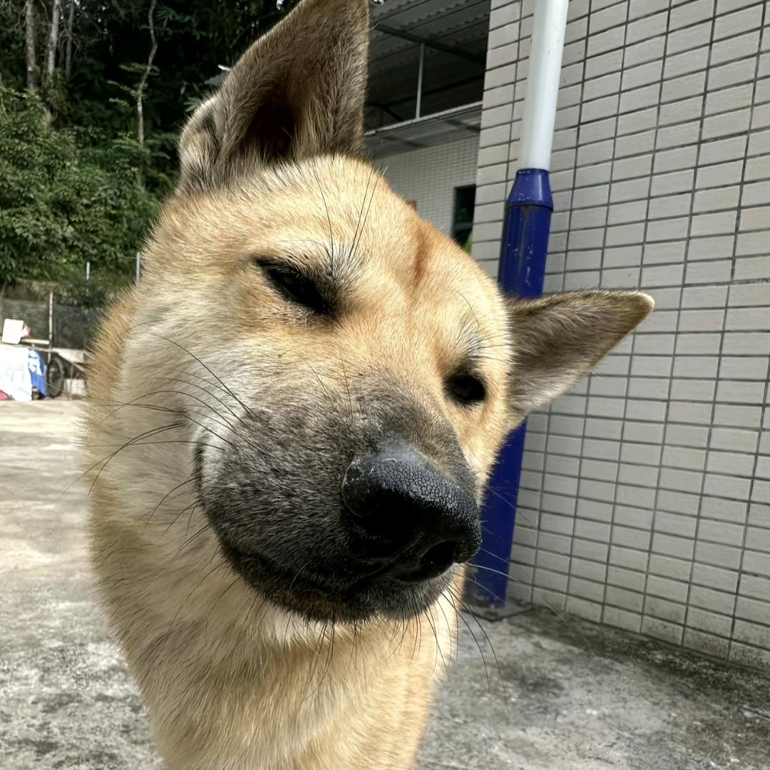 宇宙无敌大肥猪