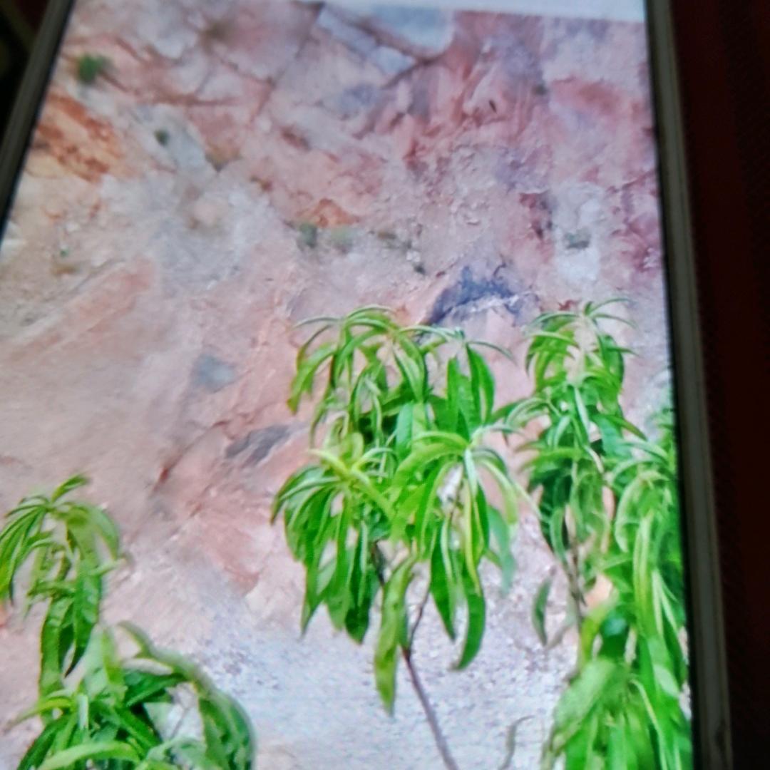 猛龍过江