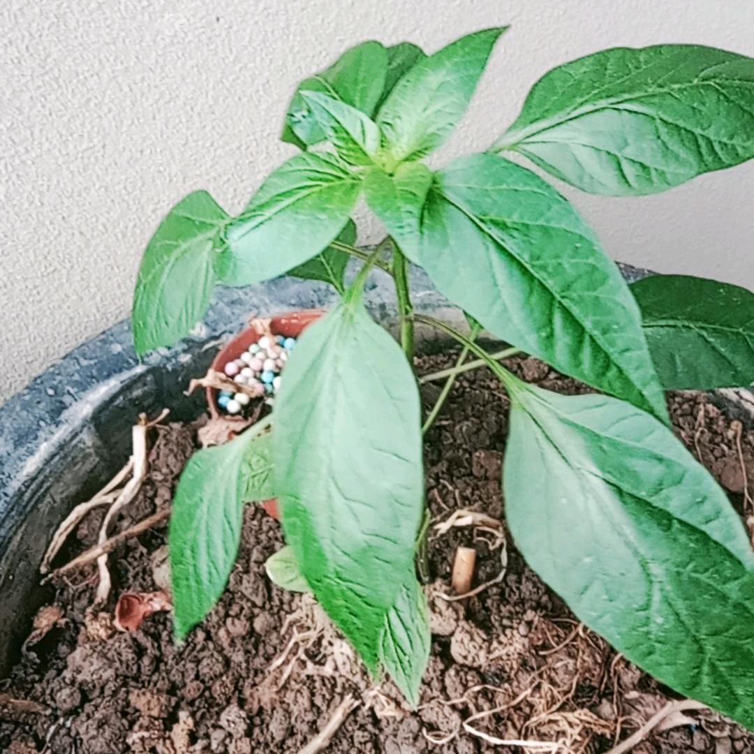 王秀姐，助力直播间见