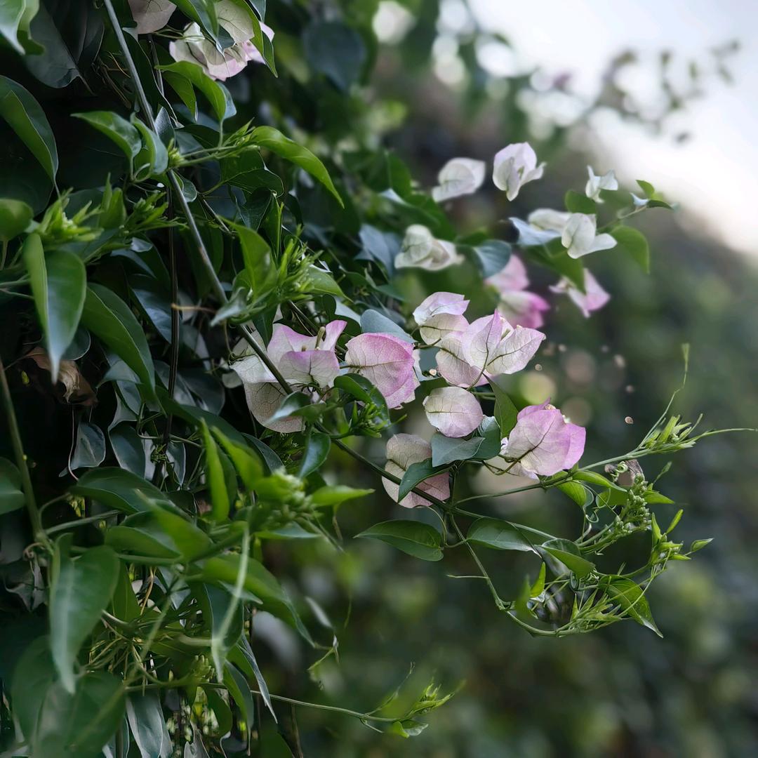 🍀小任幸💞💫