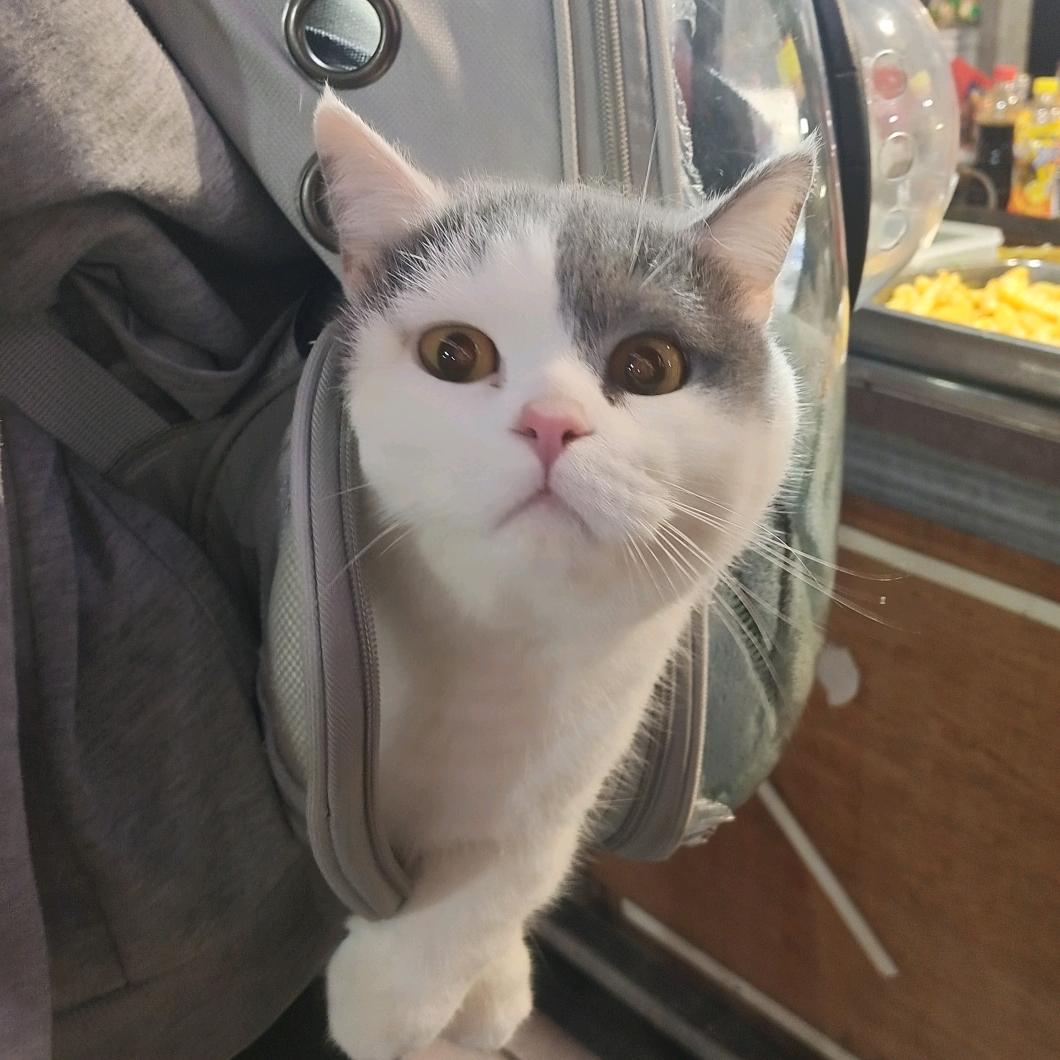 🐨