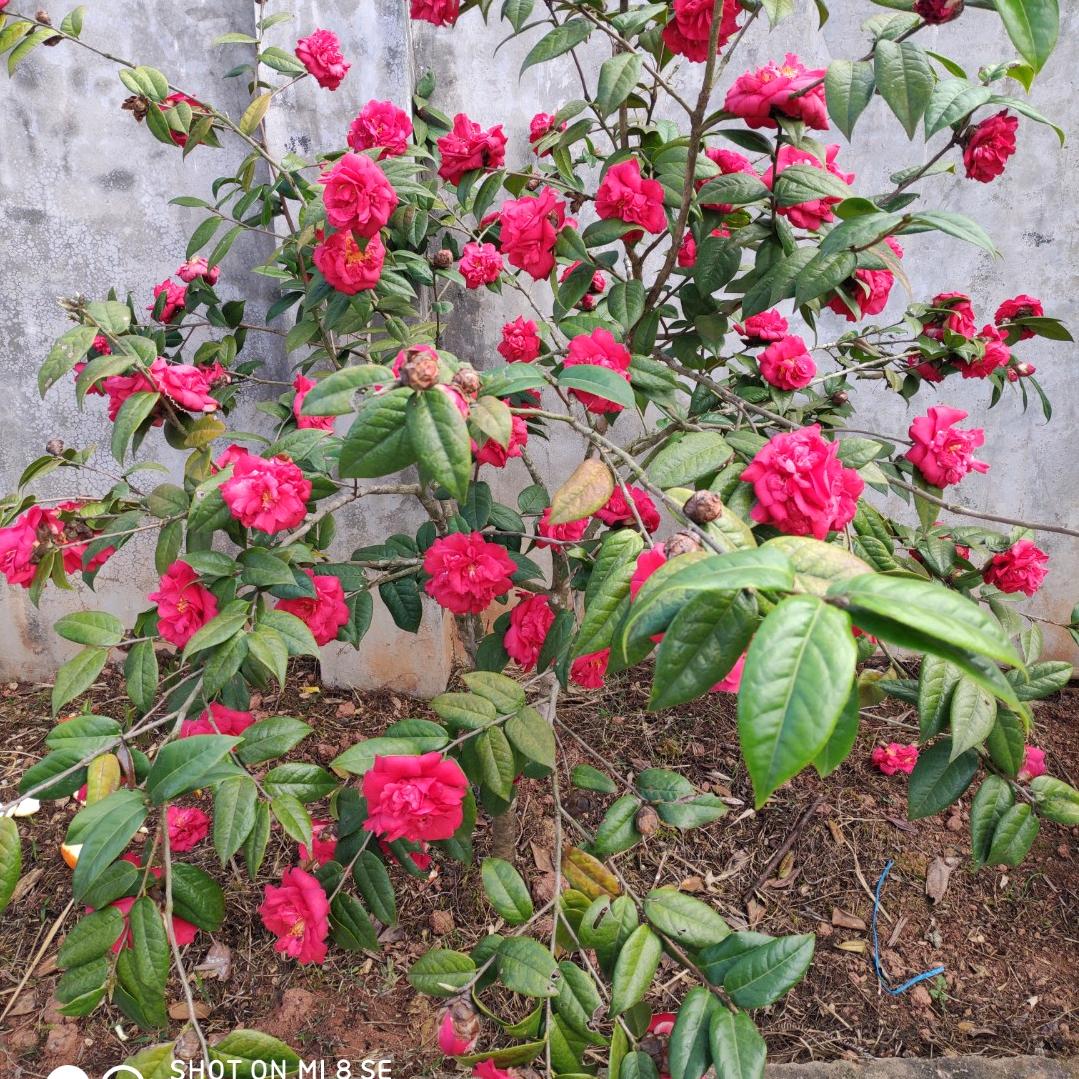 四川姑娘赣州媳妇