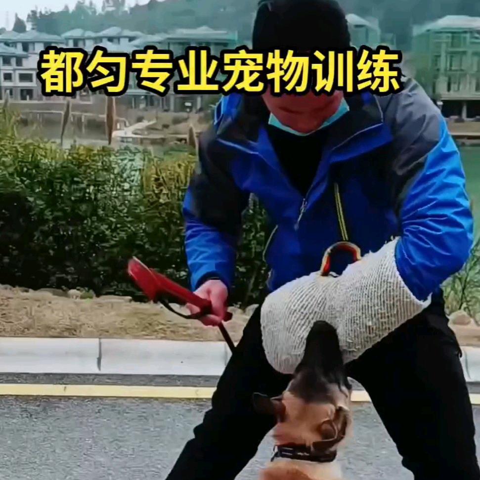 都匀宠物托管中心
