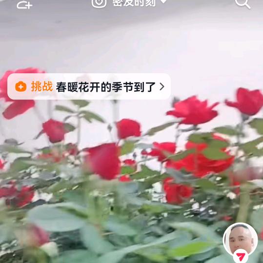 丹丹
