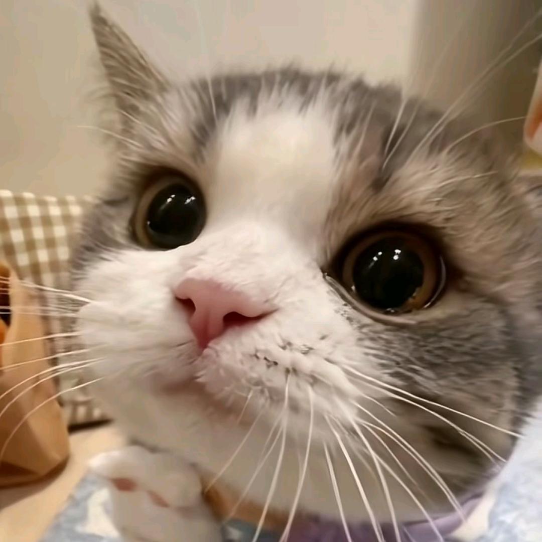 っ伏尾窗的猫