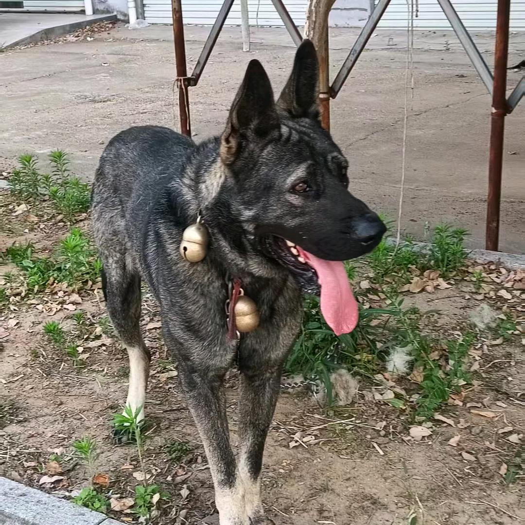 庄姐犬舍！！！