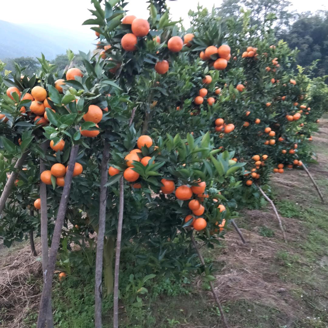 ໑ຼₒ₂₃ღ᭄不想蒋道理 🕊꧔ꦿ᭄💞