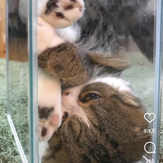 猫鱼
