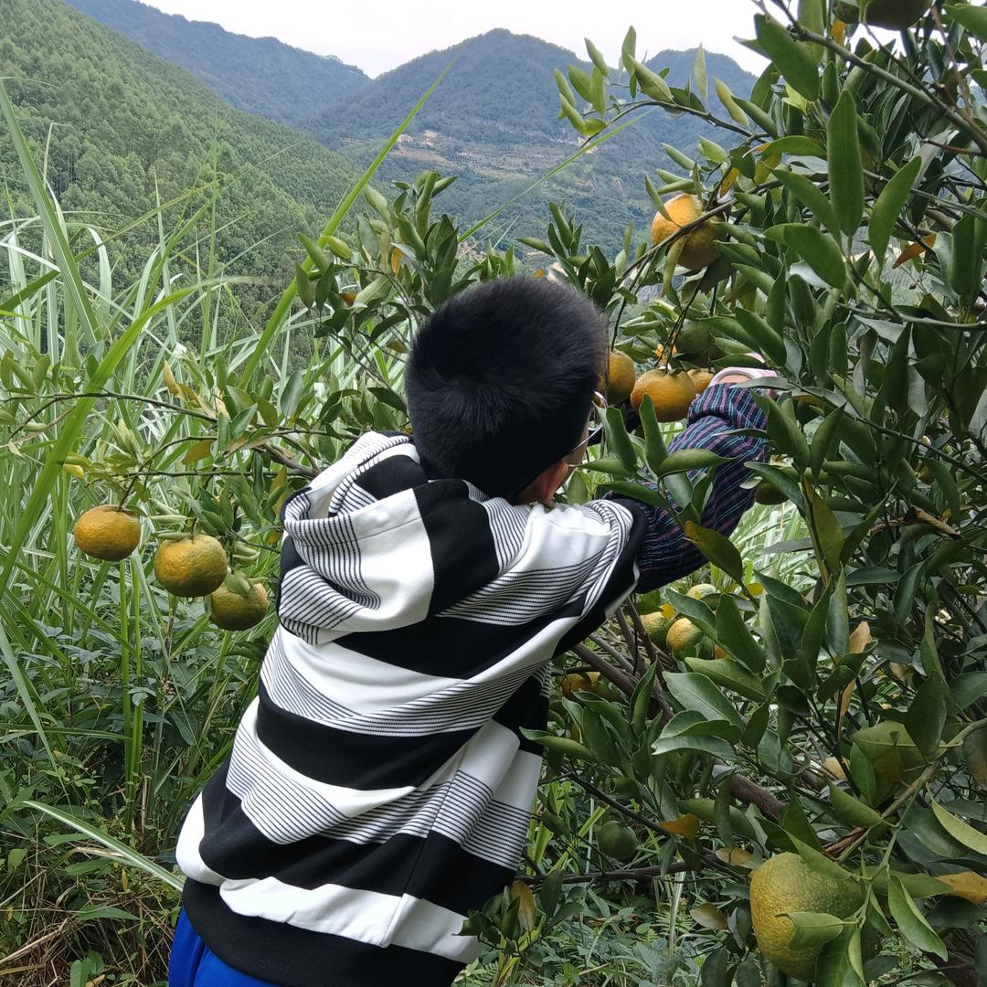 丽梅