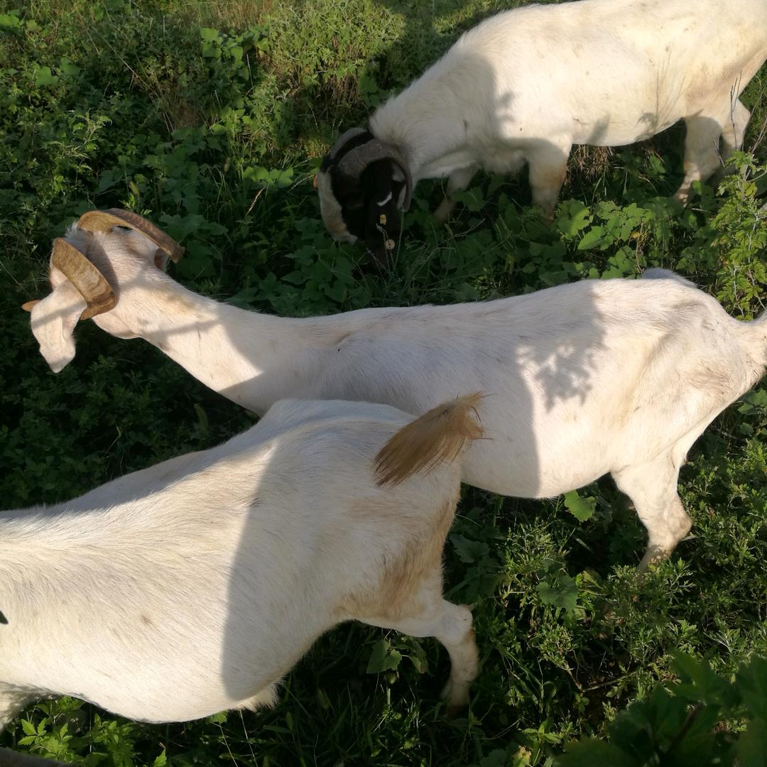 景川牧羊产品代理